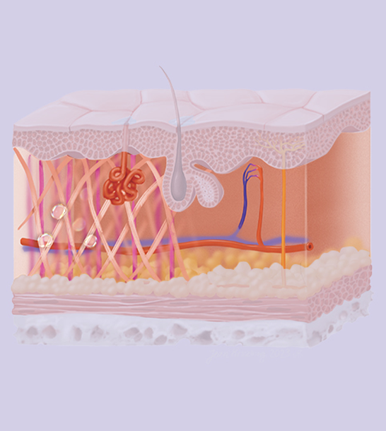 Dermis: Skin's Dynamic Engine